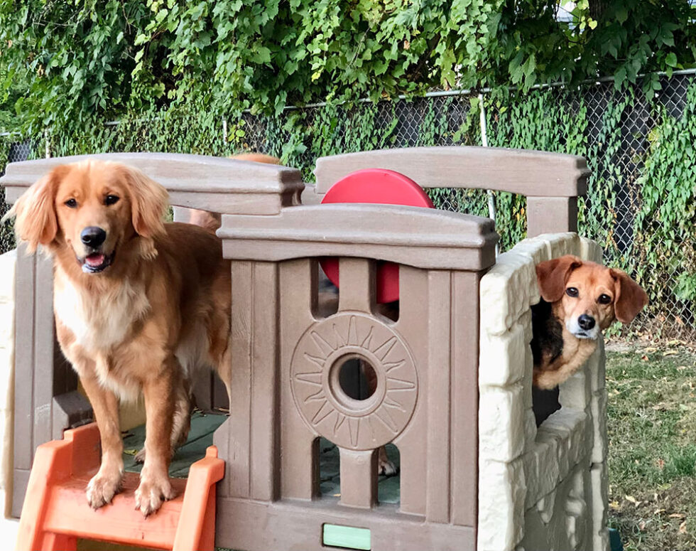 Superior Dog Daycare Ruff Day Pet Resort