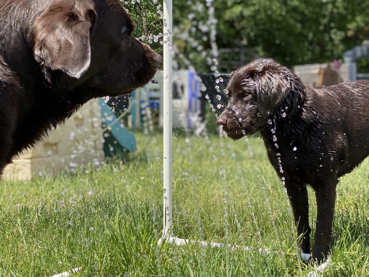 Superior Dog Daycare Ruff Day Pet Resort